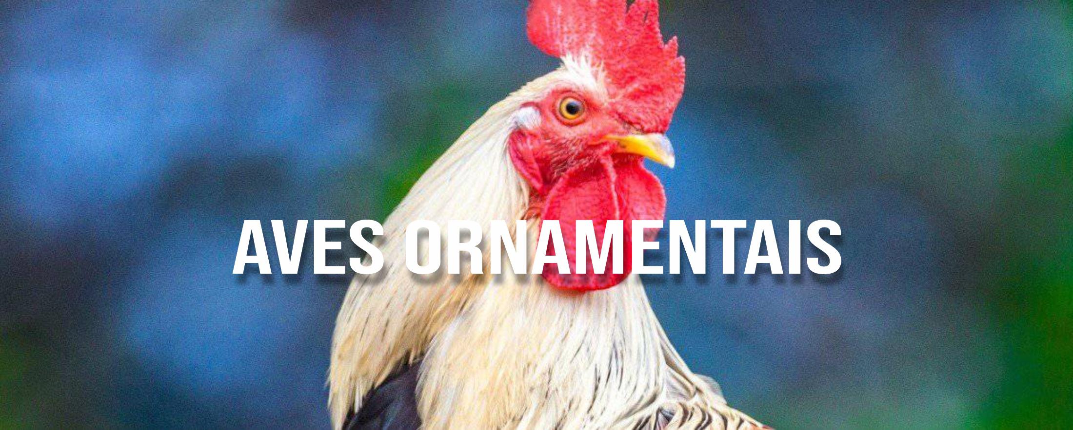 Aves Ornamentais
