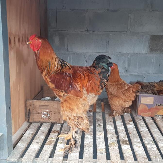 Galo e Galinha Brahma Perdiz a venda em SP